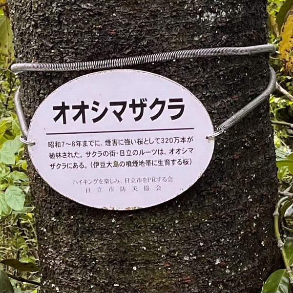 BSハイキング